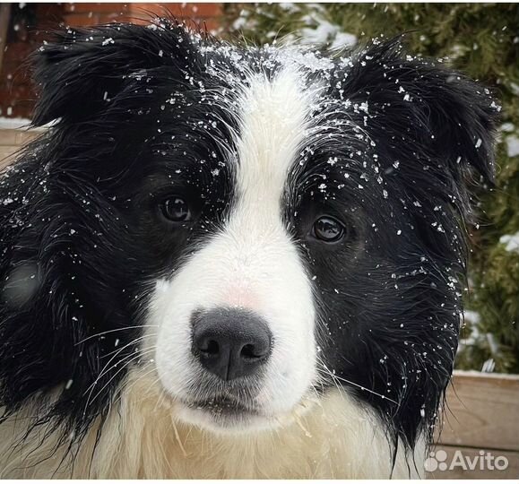 Бордер колли