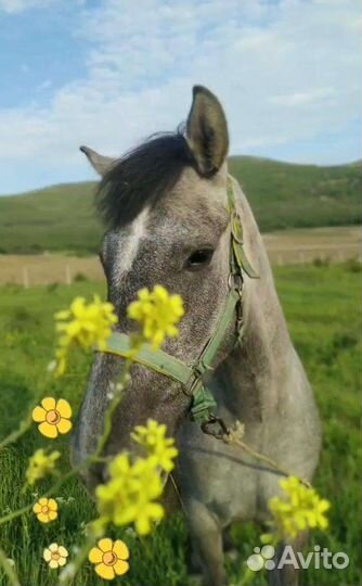 Навоз перегной конский в мешках