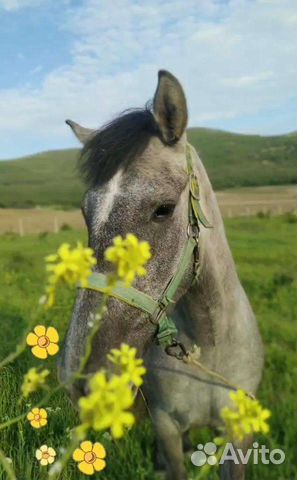 Навоз перегной конский в мешках