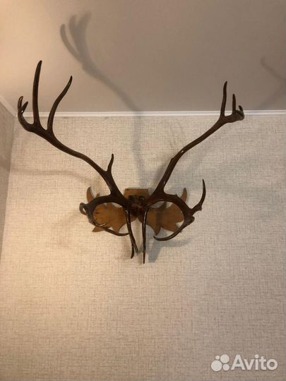 Оленьи рога