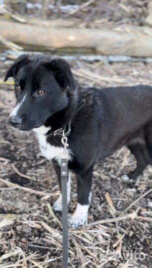 Собака Дана