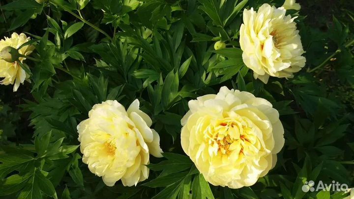 Саженцы пионов