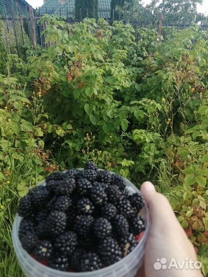 Ежевика, саженцы