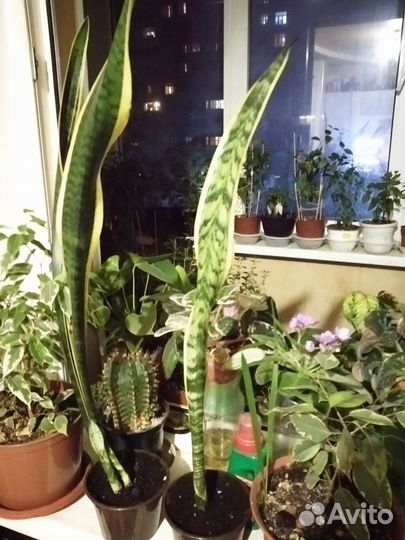 Сансевиерия лауренти