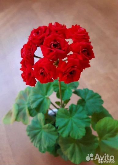 Герань розебудная