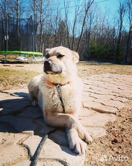 Красавица Ласка ищет дом