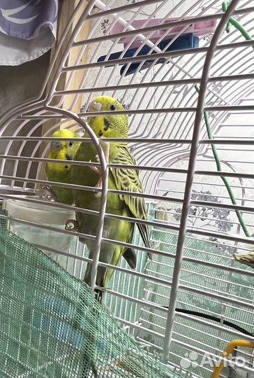 Попугай парой