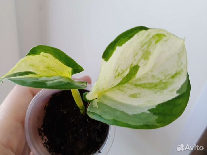 Сциндапсус мунлайт,хеппи лиф,Вайт пантер и д.р