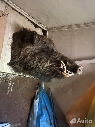 Чучело головы кабана