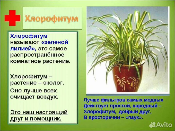 Хлорофитум кудрявый