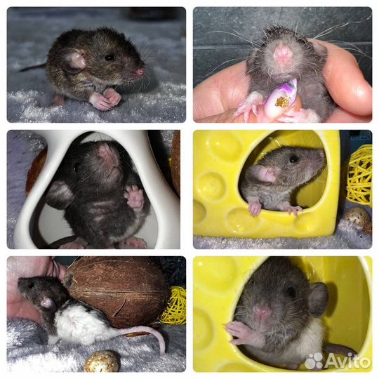 Породные крысята, ушки Дамбо