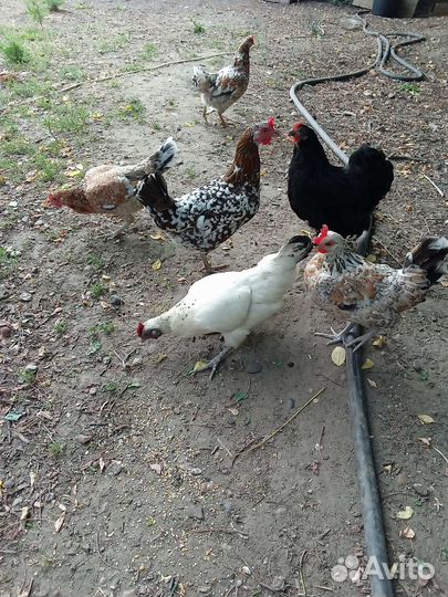 Куры карликовые, декоративные