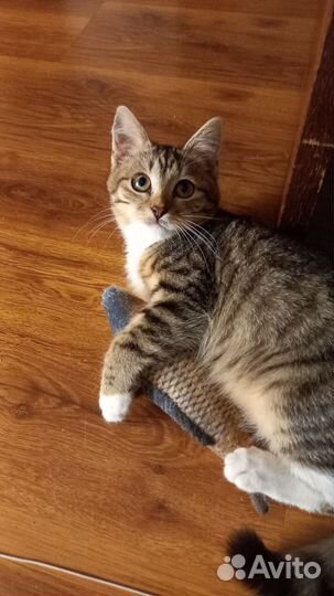 Котёнок бесплатно