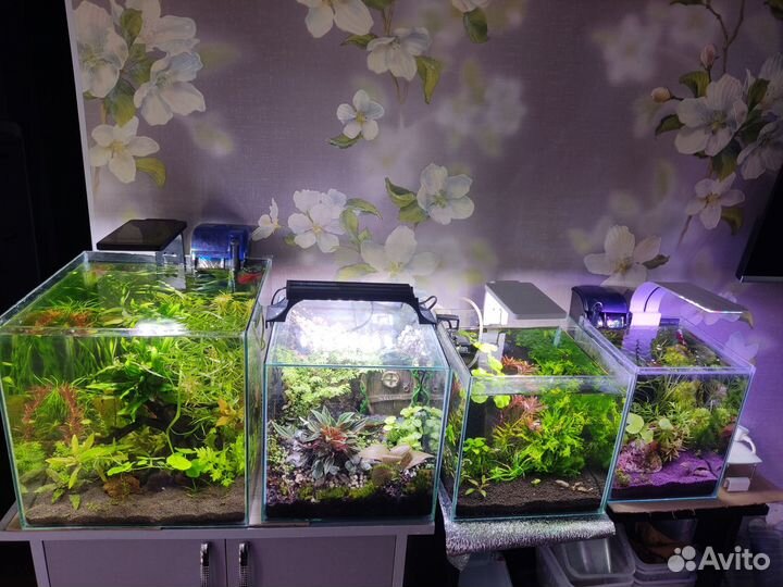 Аквариум для петушка/креветок