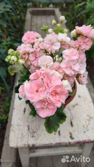 Пеларгония Astrid