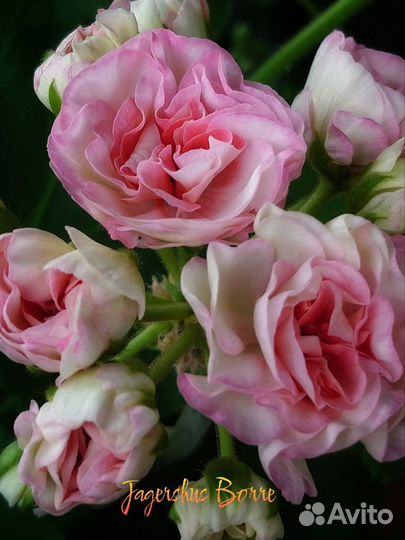 Комнатные пеларгонии