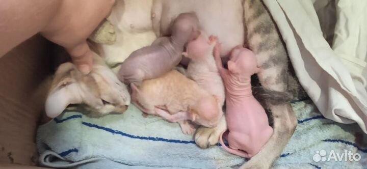 Котята сфинкс