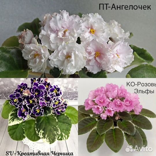 Фиалки сортовые (детки, укор. листы)