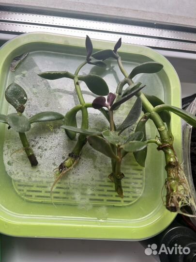 Толстянка (денежное дерево) отростки