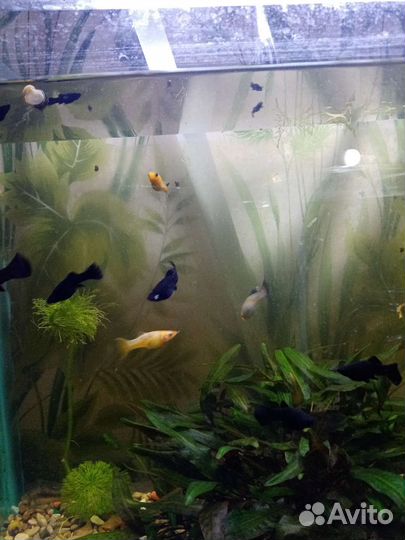 Моллинезии, сомики коридорасы