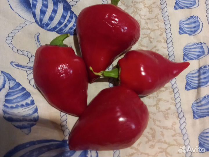 Перец леся, семена