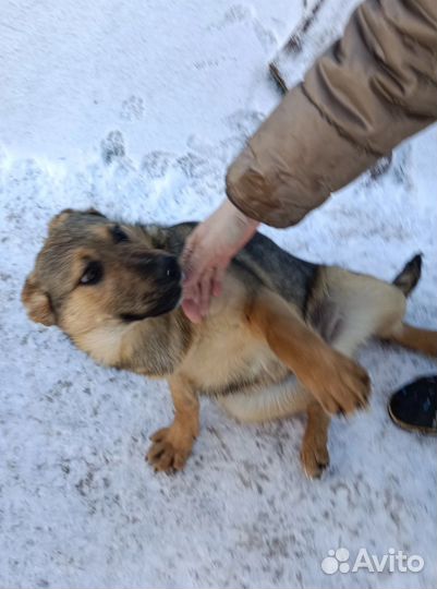 Щенки в добрые руки