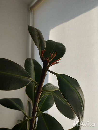 Фикус каучуконосный эластика