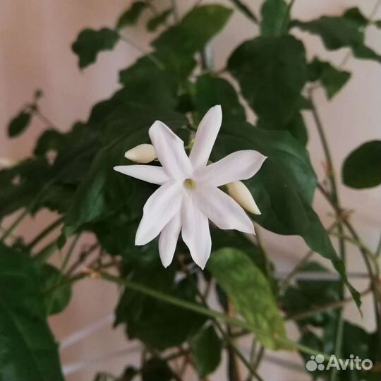 Жасмин Самбак ароматный комнатный, саженцы