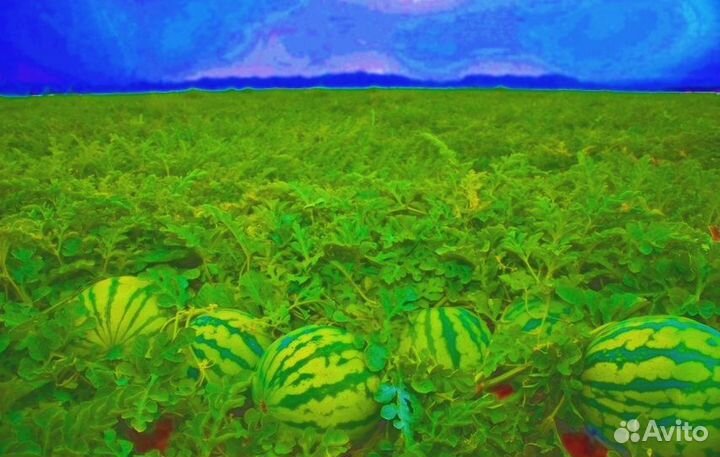 Арбузы Оптом