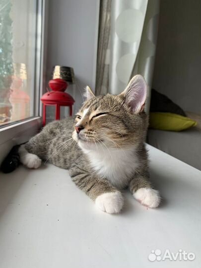 Мальчик Симба 2,5 месяца