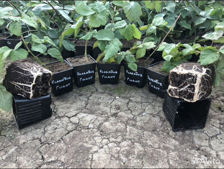 Саженцы ежевики без шипов Коламбия Гиант