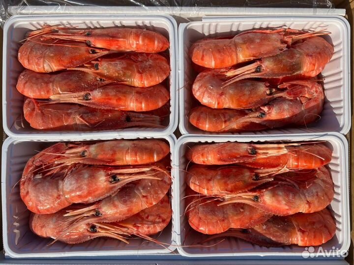 Креветка ботан всех размеров