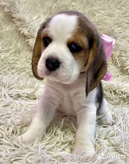 Щенки бигль