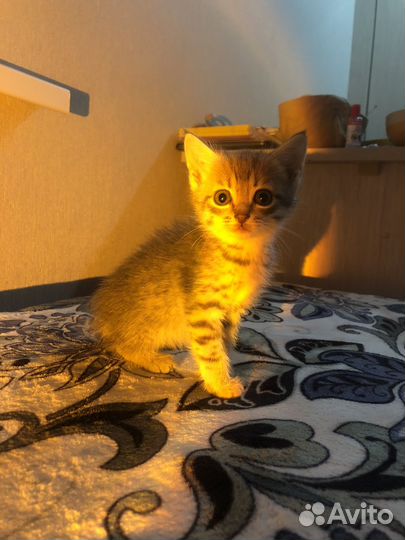 Самые лучшие котята в добрые руки