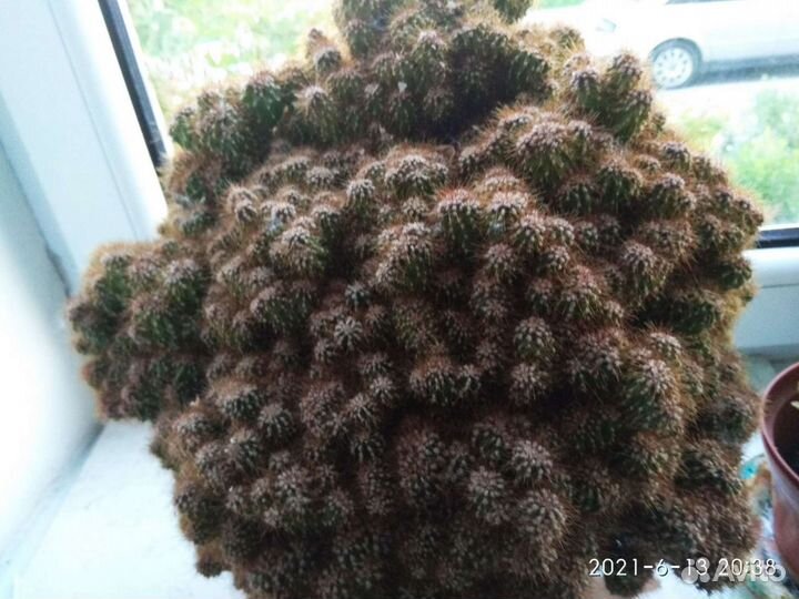 Огромный кактус горный цереус