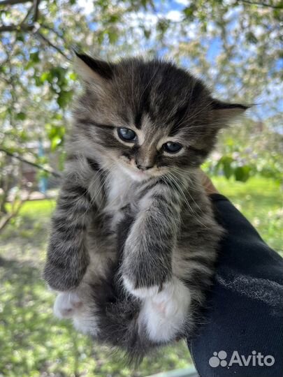 Котята в добрые руки бесплатно