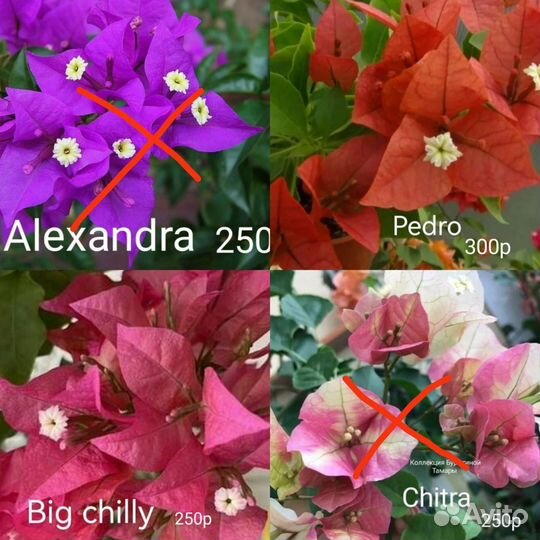 Бугенвиллия