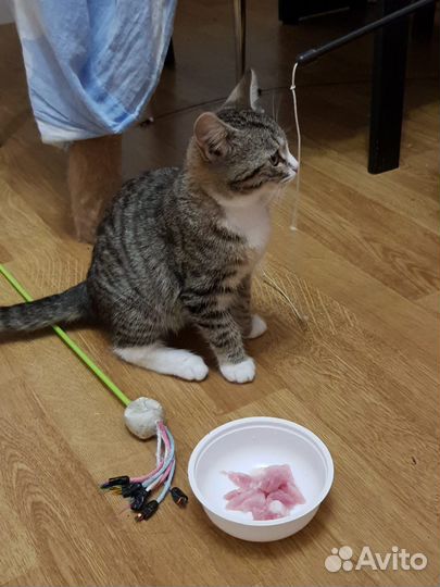 Котята серенькие