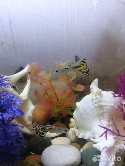 Самец гуппи