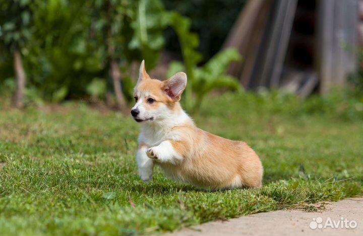 Щенки вельш корги пемброк