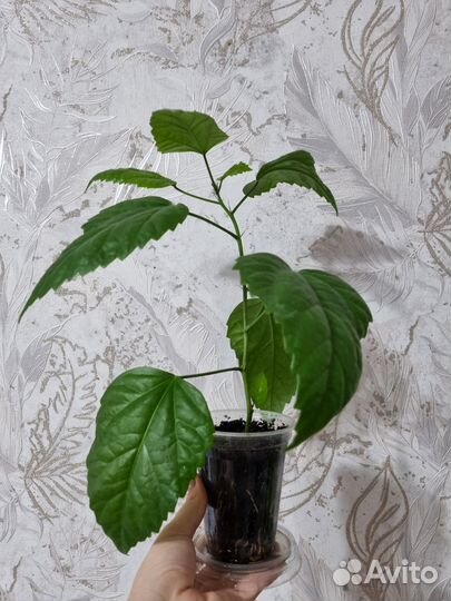 Гибискус китайская роза махровая