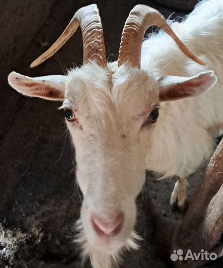 Продам дойных коз и молодых козлят (козочек)