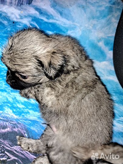 Щенки пекинеса