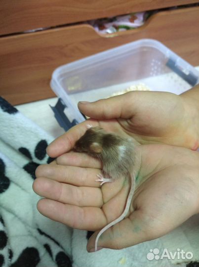 Декоративные мышки