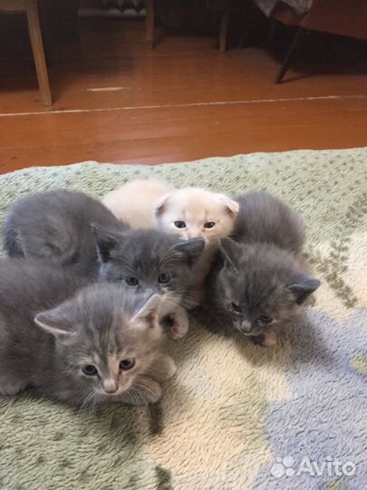 Котята в добрые руки