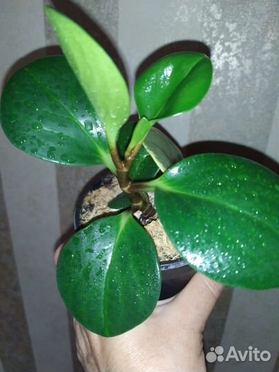 Паперомия туполистная