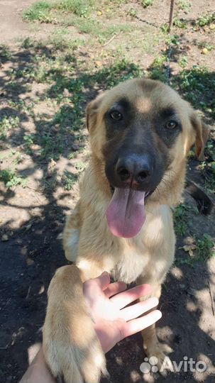 Спасите собачью жизнь