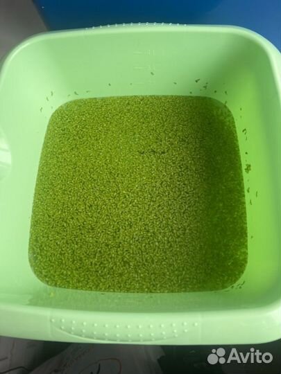 Ряска бесплатно