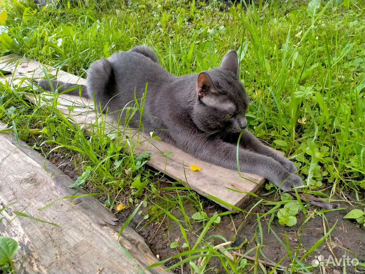 Кот на вязку