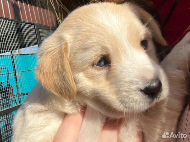 Хвостики ищут дом